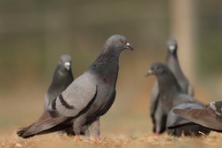 India, 9 February, 2021 : A pigeon bird standing on ground. The rock dove, rock pigeon, or common pigeon is a member of the bird family Columbidae.