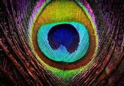 India, 16 July, 2022 : Beautiful peacock feather abstract art background. Peafowl feather. Natural background. Abstract background. Bird feather. Colorful feather.