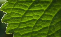 India, 25 August, 2022 : Green leaf texture. Green leaf in garden, in nature, sunlight. Leaf background. Nature abstract pattern. Natural background.