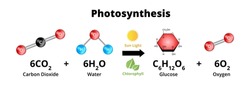 Photosynthesis equation with molecular models. Biochemical process used by plants responsible for producing the oxygen O2. Sugars are synthesized from carbon dioxide CO2, and water H2O.