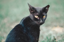 Sterilized stray cat. Cats that have undergone a sterilization process have their ears cut so that they can be recognized later. Pest control concept.