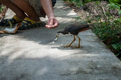 White-breasted Waterhen come out to feed from the hands of humans.Amaurornis phoenicurus.
little animals fighting in the city