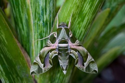  Oleander Hawk-moth or Gardenia Hawk-moth, Daphnis nerii