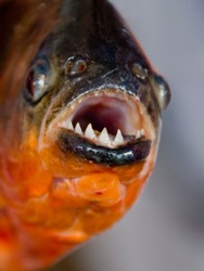 Free Piranha Stock Photos Stockvault Net