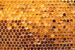
Background texture of a section of wax honeycomb from a bee hive filled with golden honey |. Beekeeping concept