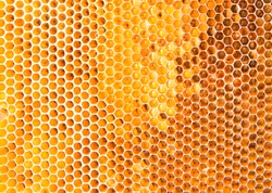Background texture of a section of wax honeycomb from a bee hive filled with golden honey |. Beekeeping concept