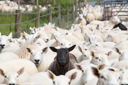 Flock Of Sheep With Single Black Sheep In Centre Of Frame