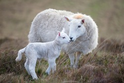 Sheep and a lamb on moorland