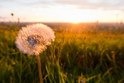 Close up of a dandelion head in a tranquil field at sunset