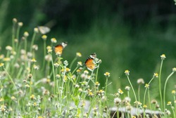 beautiful photograph of butterfly insect eating honey nectar over tridax procumbens flower spring season background blur bokeh wallpaper backdrop antenna wings colourful forest jungle flora india 
