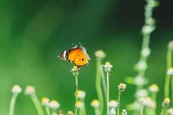 beautiful photograph of butterfly insect eating honey nectar over tridax procumbens flower spring season background blur bokeh wallpaper backdrop antenna wings colourful forest jungle flora india 