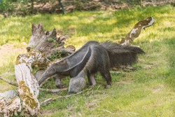A giant anteater looking for ant in a dead tree