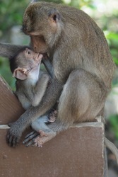 close up of warm and lovely mother monkey kissing baby monkey 