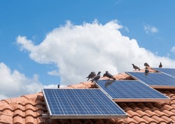 Birds sitting on solar panels on tiled roof of house, solar panels dirty with pigeon droppings.