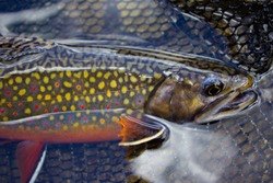 brook trout and fly fishing net