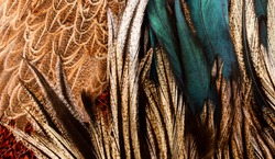 blue feathers mixed in with black feathers