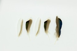 Several iridescent duck feathers isolated on a white background