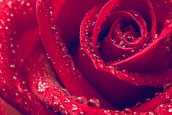 Beautiful red rose and water drops close-up. vintage style photo