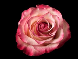 Rose flower on a dark abstract background
