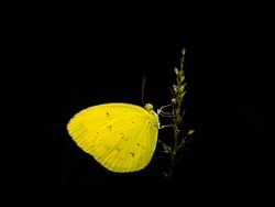 yellow butterfly with black background