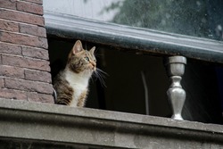 Cat peeking through a window, Amsterdam, the Netherlands