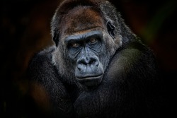 Portrait of gorilla dark background 