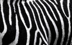background which the structure of hide of zebra is represented on, the best photo