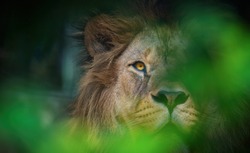 The lion of Berber predator face nad dangerous sight, the best photo