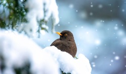 Eurasian Blackbird on bush with snow in winter, the best photo.