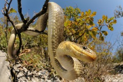 Snake portrait (Vipera berus, male)