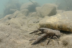Wild European freshwater crayfish from Italy (Austropotamobius pallipes italicus): rare and endangered.  Adult female in its underwater sandy habitat.
