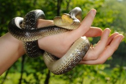 Aesculapian snake in a girl hand (Zamenis longissimus, the medicine symbol)