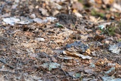 A common frog on a path,  camouflaged by withered leaves. Nature, animal photography taken in Sweden in March, springtime. Natural background with copy space, place for text.
