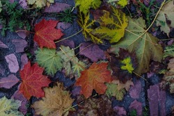 Autumn background: wet asphalt covered with autumn maple leaves, top view