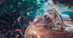 Small sibling squirrel baby getting onto siblings back, cute adorable animal-themed photograph, three-striped palm squirrel babies are abandoned by parents, wondering and playing together,