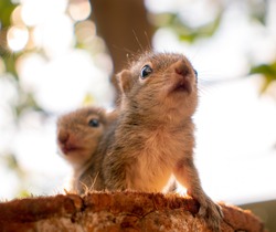 Small sibling squirrel baby rides big brothers back, cute adorable animal-themed photograph, three-striped palm squirrel babies are abandoned by parents after birth, majestic pose by the squirrel baby