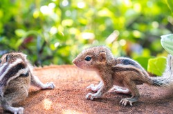 Small Squirrels lost in the wild, cute and adorable newborn orphan squirrel babies barely can walk and climb, three striped palm squirrels look for their mother squirrel in the bush,