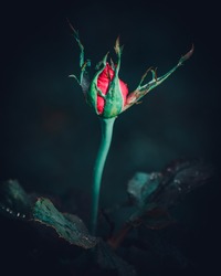 Isolated Single Large Red rose flower bud surrounded with green sepals in the dark close up photograph. Elegance and the romance of the red color concept.
