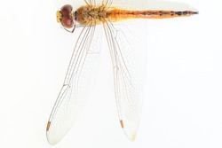 Dragonfly's left hindwing and forewing pattern and the body. Close up macro against a white background.