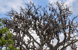 A large colony of Fruit bats roosting upside down on a tree in the daytime, a tree covered by the colony of giant bats.