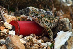 Small toad on the ground among plastic and lead waste from hunters in the countryside in a wet area. Hunting pressure and plastic and lead contamination in wildlife. Selective focus.