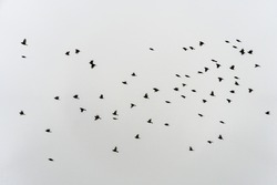 flock of birds flying in blue sky.