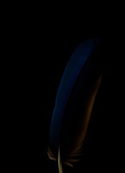 A close up of a bird feather on a black background. The bird species is a Blue and Gold Macaw.