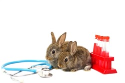 two little brown bunny with medical equipment stethoscope and experimental tubes on white background, concept of rabbit experimental,rabbit sick,rabbit health care,animal science lab etc