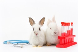 white little bunny with medical equipment stethoscope and experimental tubes on white background, concept of rabbit experimental,rabbit sick,rabbit health care,animal science lab etc