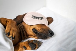 An adult red-haired dachshund is resting in a white bed and wearing pink glasses for sleeping. Dachshund sleeping in bed. Side view.
