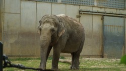 This elephant is isolated in the cage