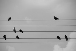 Some doves on Electricity power wires like as a musical pentagram