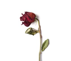 Withered red rose on a white background. Template, blank, card for design for St. Valentine's Day. Dead flower as a symbol of broken love.