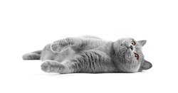 British cat is isolated. Playful cat trying to catch something. The gray cat beautifully lies on a white background